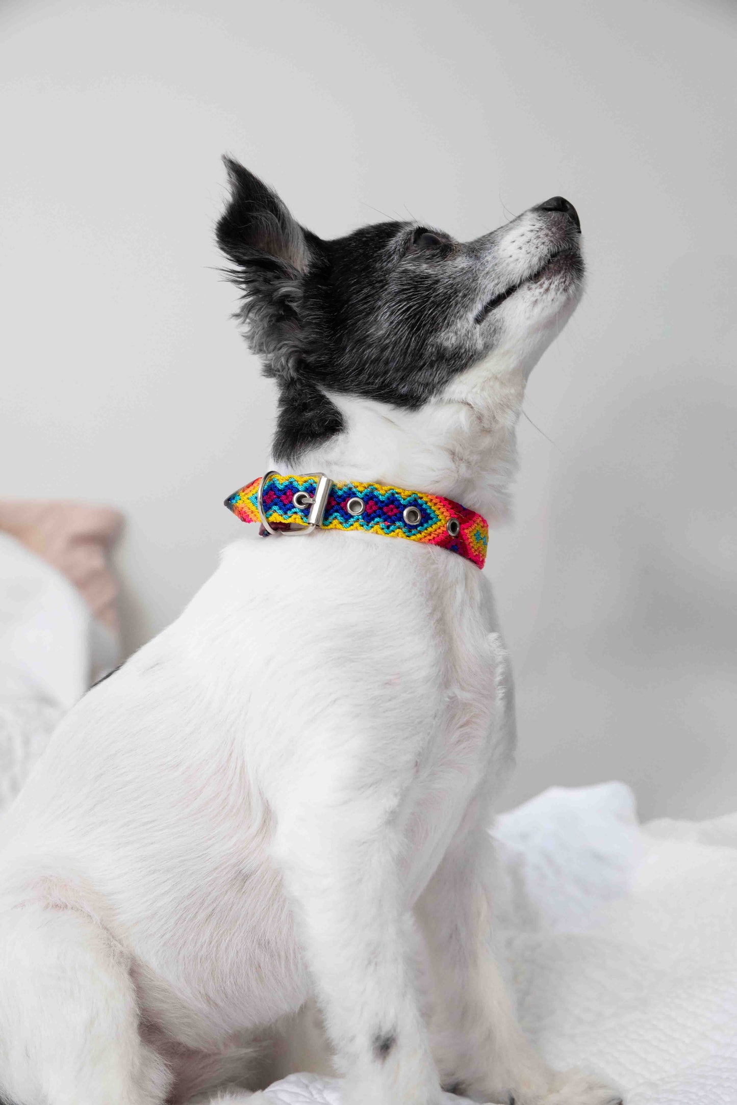 Artisan Leather &amp; Woven Dog Collars – Small